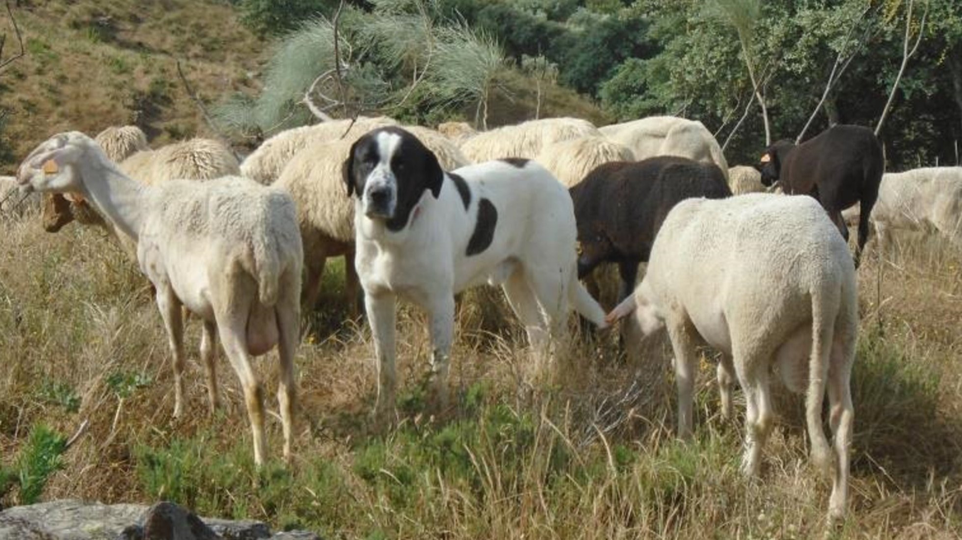 Transmontano Livestock Guardian Dog